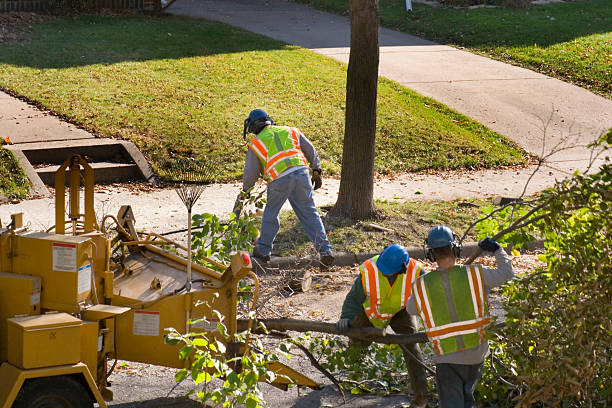 How Our Tree Care Process Works  in  South Miami, FL